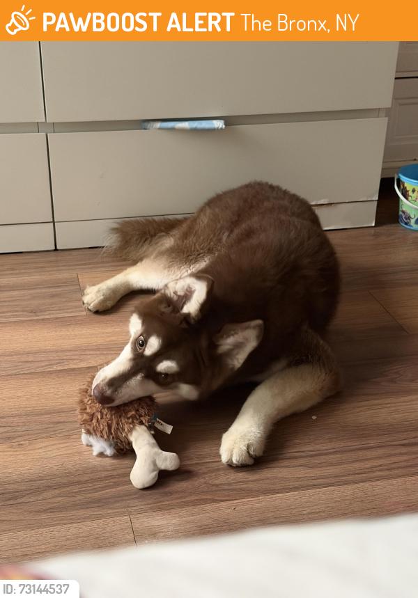 Found/Stray Male Dog last seen Bartholdi st, The Bronx, NY 10469