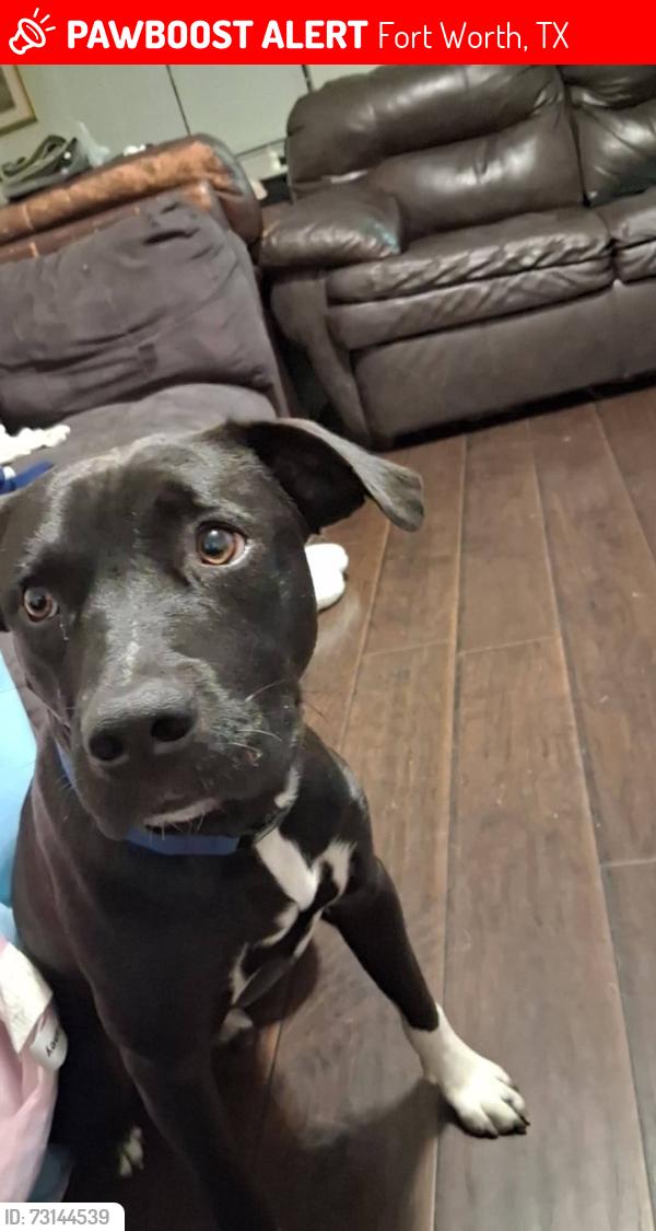 Lost Male Dog last seen Jennings and Pennsylvania, Fort Worth, TX 76104
