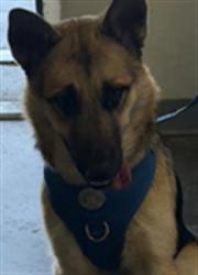 Shelter Stray Male Dog last seen , 1850 W 60th St, Los Angeles, CA 90047, USA