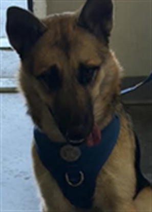 Shelter Stray Male Dog last seen , 1850 W 60th St, Los Angeles, CA 90047, USA