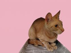 Shelter Stray Female Cat last seen , 1850 W 60th St, Los Angeles, CA 90047, USA