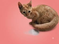 Shelter Stray Female Cat last seen , 1850 W 60th St, Los Angeles, CA 90047, USA