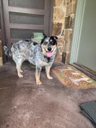 Reunited Female Dog last seen First seen at Delaware St and Pawnee, now at Lake Worth animal shelter, Lake Worth, TX 76135