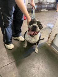 Shelter Stray Male Dog last seen , 1850 W 60th St, Los Angeles, CA 90047, USA