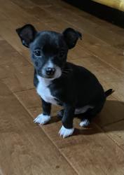Lost Male Dog last seen Lakeview Dr Sunnyvale Tx, Sunnyvale, TX 75182