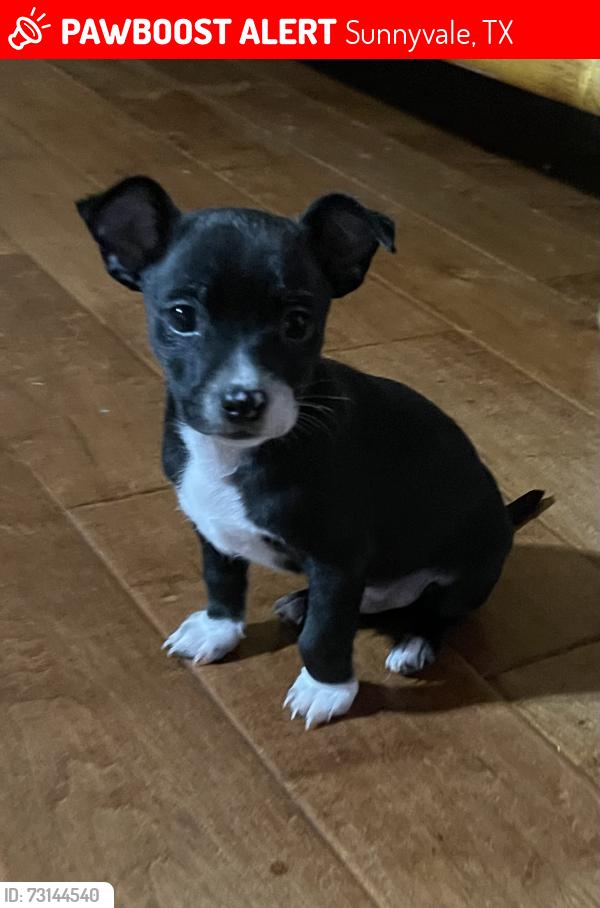 Lost Male Dog last seen Lakeview Dr Sunnyvale Tx, Sunnyvale, TX 75182