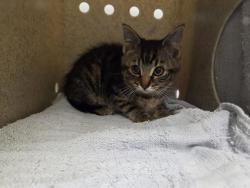 Shelter Stray Male Cat last seen Near BLOCK 24TH AVE S, SEATAC WA 98168, 21615 64th Ave S, Kent, WA 98032, USA