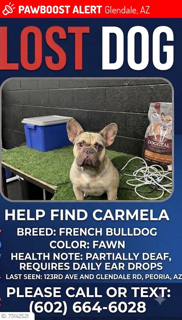 Lost Female Dog last seen 123rd and Glendale, Glendale, AZ 85307