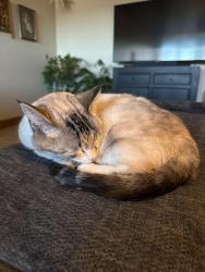 Reunited Female Cat last seen Annie St Ethan Way, Bozeman, MT 59718