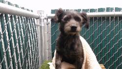 Shelter Stray Male Dog last seen , 11258 Garfield Ave, Downey, CA 90242, USA