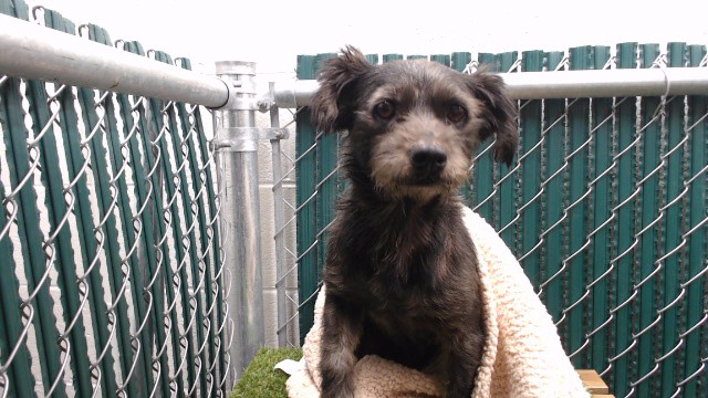 Shelter Stray Male Dog last seen , 11258 Garfield Ave, Downey, CA 90242, USA