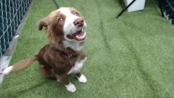 Shelter Stray Female Dog last seen , 11258 Garfield Ave, Downey, CA 90242, USA