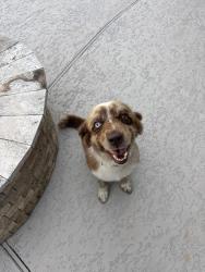 Found/Stray Female Dog last seen F.M. 2917, Alvin, TX 77511