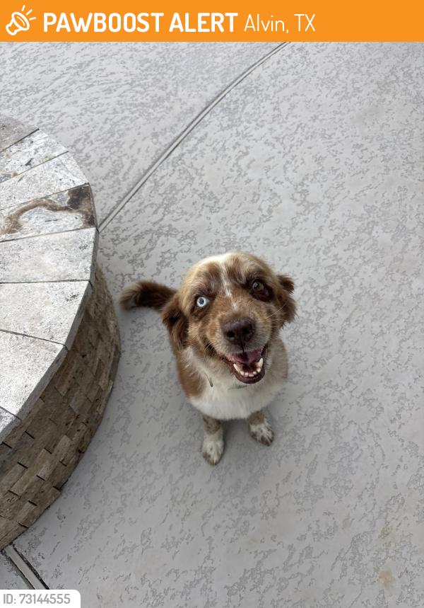 Found/Stray Female Dog last seen F.M. 2917, Alvin, TX 77511