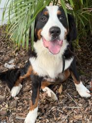 Reunited Male Dog last seen 10th St and 19th Ave near St Paul’s, St. Petersburg, FL 33704