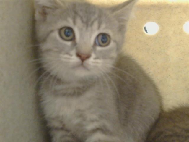 Shelter Stray Male Cat last seen CODY WAY/ WATT AVE, 95864, 3839 Bradshaw Rd, Sacramento, CA 95827, USA