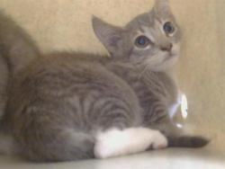 Shelter Stray Unknown Cat last seen CODY WAY/ WATT AVE, 95864, 3839 Bradshaw Rd, Sacramento, CA 95827, USA