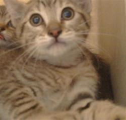 Shelter Stray Unknown Cat last seen CODY WAY/ WATT AVE, 95864, 3839 Bradshaw Rd, Sacramento, CA 95827, USA