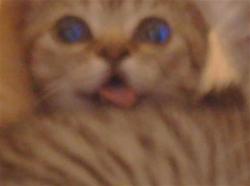 Shelter Stray Unknown Cat last seen CODY WAY/ WATT AVE, 95864, 3839 Bradshaw Rd, Sacramento, CA 95827, USA