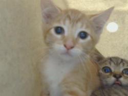 Shelter Stray Unknown Cat last seen CODY WAY/ WATT AVE, 95864, 3839 Bradshaw Rd, Sacramento, CA 95827, USA