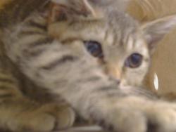 Shelter Stray Unknown Cat last seen CODY WAY/ WATT AVE, 95864, 3839 Bradshaw Rd, Sacramento, CA 95827, USA