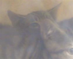 Shelter Stray Unknown Cat last seen CODY WAY/ WATT AVE, 95864, 3839 Bradshaw Rd, Sacramento, CA 95827, USA