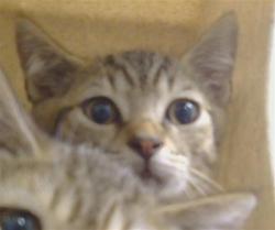 Shelter Stray Unknown Cat last seen CODY WAY/ WATT AVE, 95864, 3839 Bradshaw Rd, Sacramento, CA 95827, USA