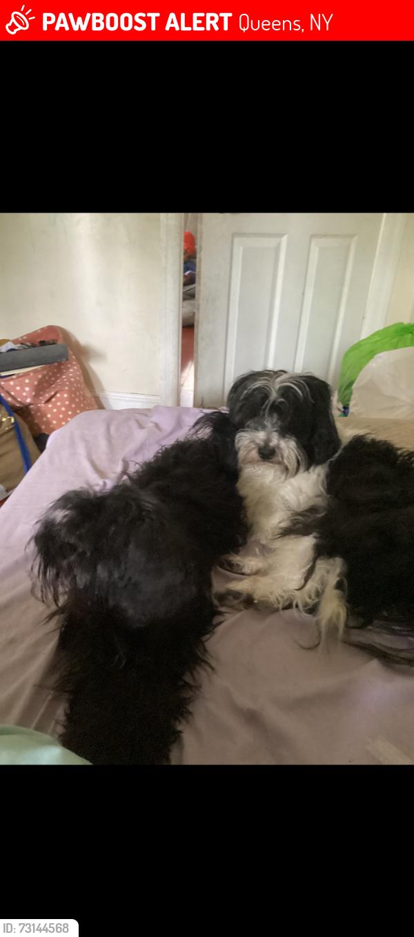 Lost Male Dog last seen 208th street & hillside, Queens, NY 11427