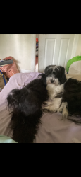 Lost Male Dog last seen 208th street & hillside, Queens, NY 11427