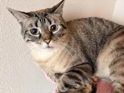 Reunited Male Cat last seen The Duvall apmts, Grand Prairie, TX 75052