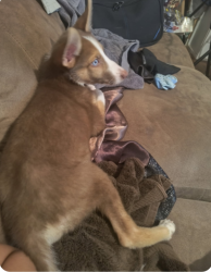 Lost Female Dog last seen Grandview park, El Paso, TX 79930