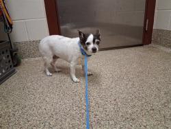 Shelter Stray Female Dog last seen Near BLOCK TEMPLETON PARK CIR, COLORADO SPRINGS CO 80917, 610 Abbot Ln, Colorado Springs, CO 80905, USA
