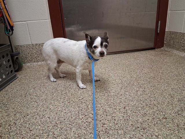 Shelter Stray Female Dog last seen Near BLOCK TEMPLETON PARK CIR, COLORADO SPRINGS CO 80917, 610 Abbot Ln, Colorado Springs, CO 80905, USA