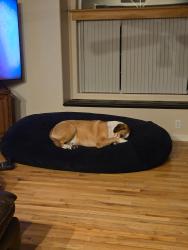 Lost Female Dog last seen Near beckle rd, Cheyenne, WY 82009