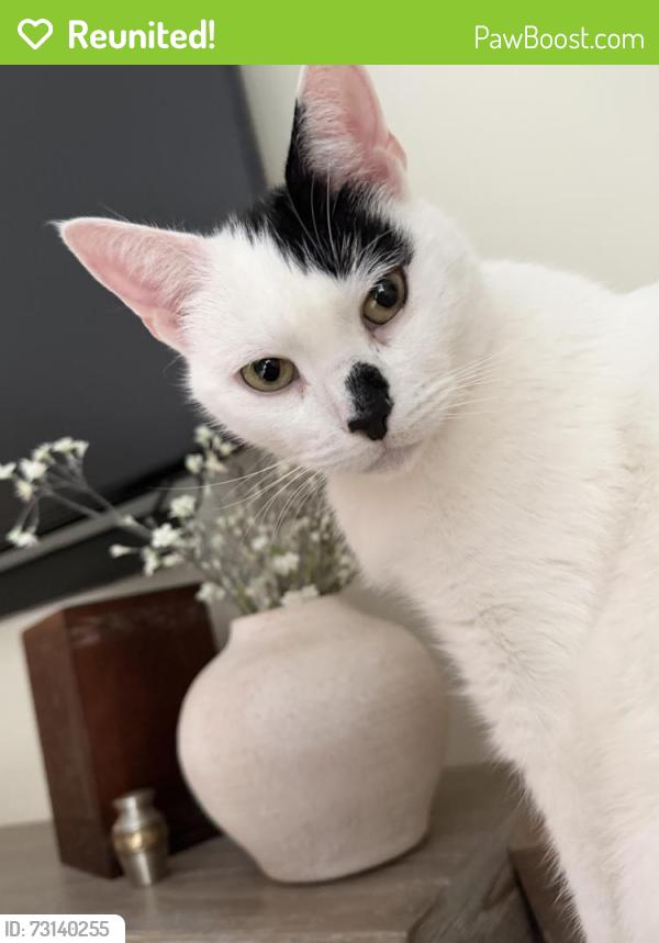 Reunited Male Cat last seen Templeton and Waldemere Drive, Philadelphia, PA 19154