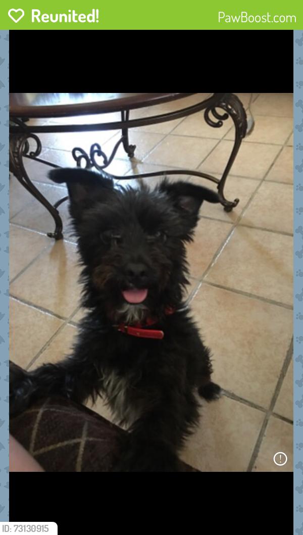 Reunited Male Dog last seen Near Padova Dr Indio, CA 92203 United States, Indio, CA 92203