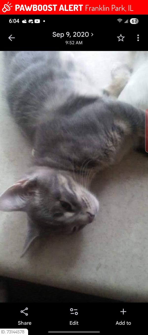 Lost Male Cat last seen Near W. Grand Avenue, Apt. 2, Franklin Park, IL 60131