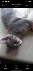 Lost Male Cat last seen Near W. Grand Avenue, Apt. 2, Franklin Park, IL 60131