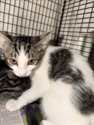 Shelter Stray Female Cat last seen , 14409 Vanowen St, Van Nuys, CA 91405, USA
