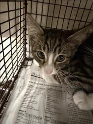 Shelter Stray Male Cat last seen , 14409 Vanowen St, Van Nuys, CA 91405, USA