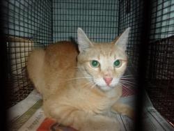 Shelter Stray Female Cat last seen , 14409 Vanowen St, Van Nuys, CA 91405, USA