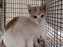 Shelter Stray Unknown Cat last seen , 14409 Vanowen St, Van Nuys, CA 91405, USA