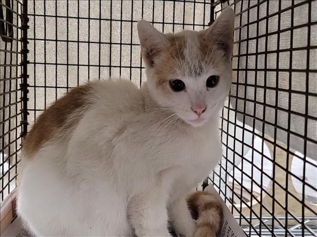 Shelter Stray Unknown Cat last seen , 14409 Vanowen St, Van Nuys, CA 91405, USA