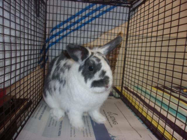 Shelter Stray Female Other last seen , 14409 Vanowen St, Van Nuys, CA 91405, USA