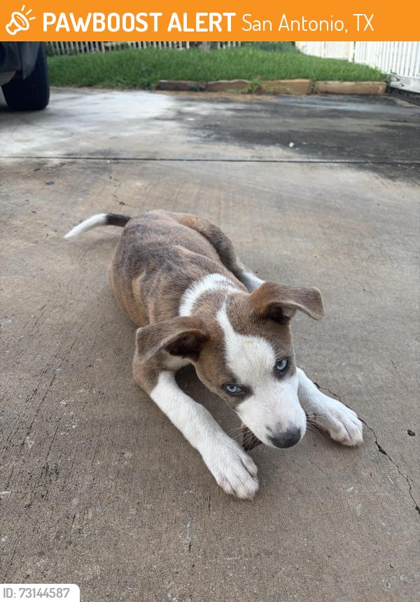 Found/Stray Unknown Dog last seen Near Capitol Ave San Antonio, TX 78201 United States, San Antonio, TX 78201