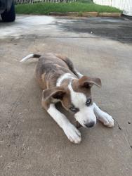 Found/Stray Unknown Dog last seen Near Capitol Ave San Antonio, TX 78201 United States, San Antonio, TX 78201