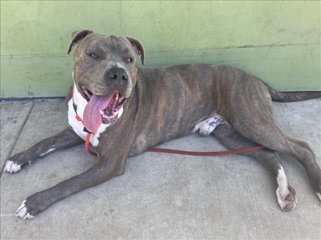 Shelter Stray Male Dog last seen , 11361 W Pico Blvd, Los Angeles, CA 90064, USA