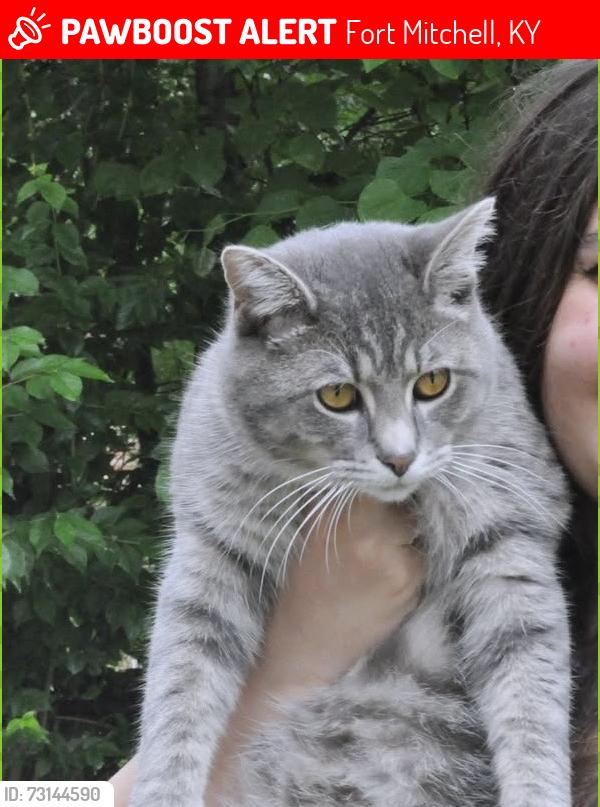 Lost Male Cat last seen Walgreens, Fort Mitchell, KY 41017