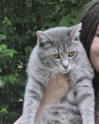 Lost Male Cat last seen Walgreens, Fort Mitchell, KY 41017