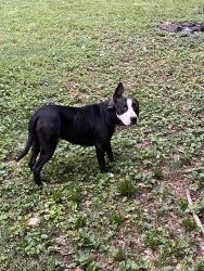 Reunited Female Dog last seen Taylor St & Allin St, Chattanooga, TN 37406